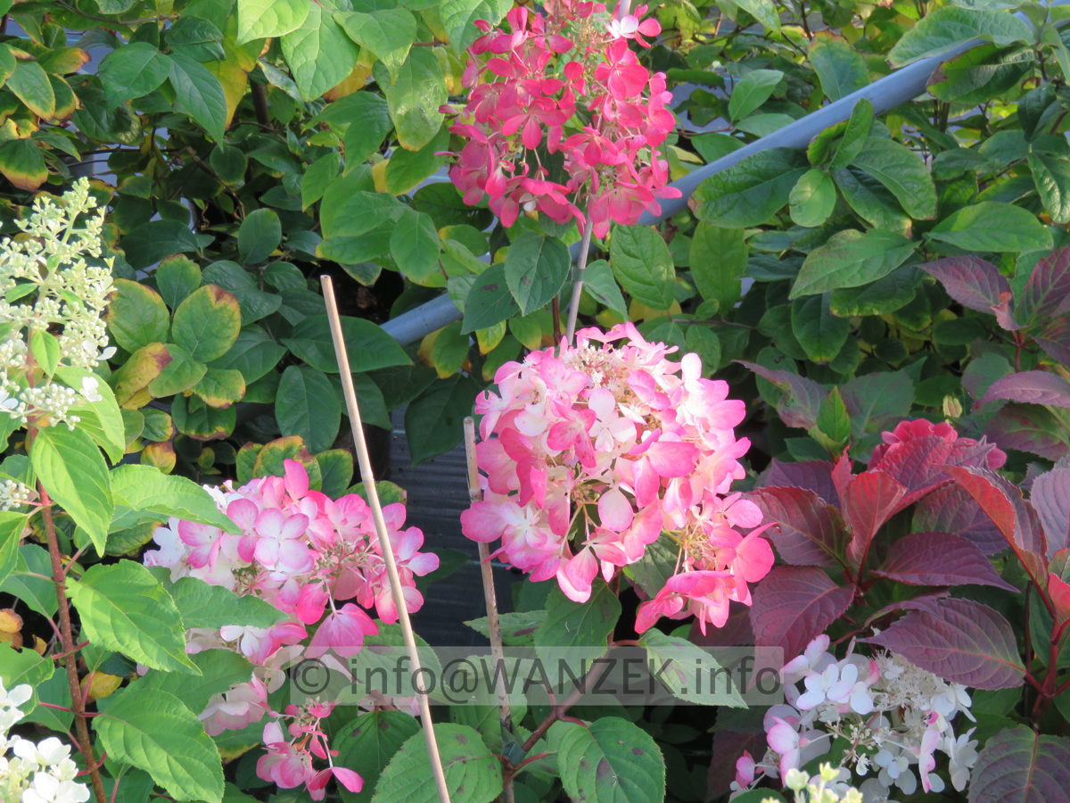 Hydrangea paniculata Diamond Rouge 002.JPG